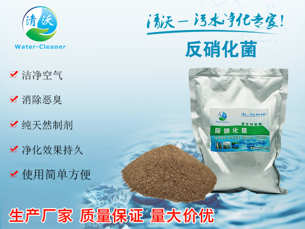 反硝化菌